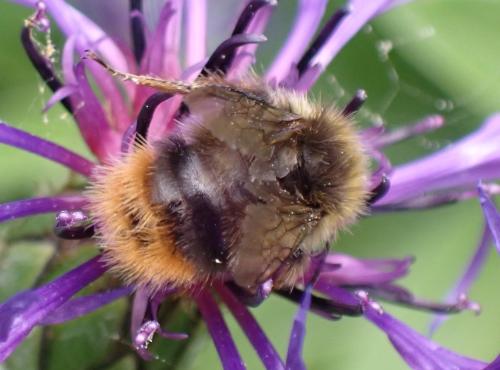 Réf. 335 851 : Bombus pratorum